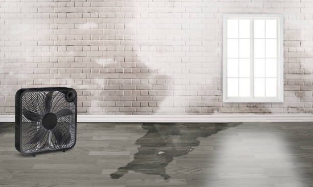Best Mold removal after water damage  in Kingfisher, OK